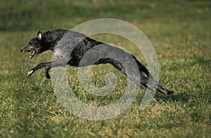 Scottish Deerhound, Dog leaping on Grass