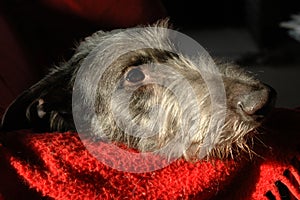 Scottish Deerhound face