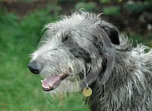 Scottish Deerhound