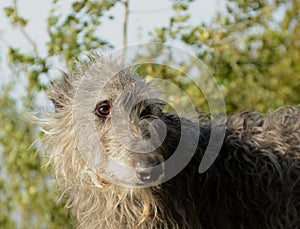 Scottish Deerhound face portrait photo