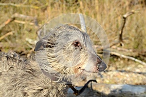 Scottish Deerhound face portrait in natural ambients photo