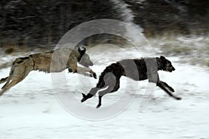 Scottish deerhound and an irish wolfhound playing on a snow covered beach