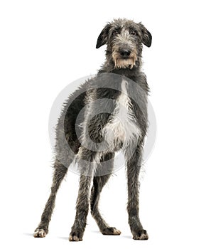 Scottish Deerhound looking at the camera