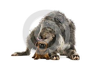 Scottish Deerhound lying and licking a Petit Brabancon