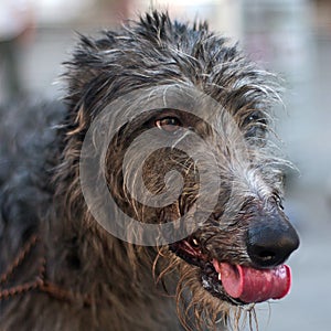 A scottish deerhound portrait