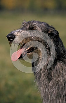 SCOTTISH DEERHOUND, PORTRAIT OF ADULT