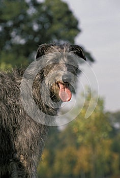 Scottish Deerhound, Portrait of Adult Dog with Tongue out