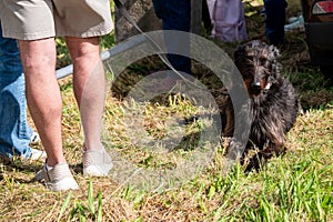 Scottish deerhound sitting on the lawn