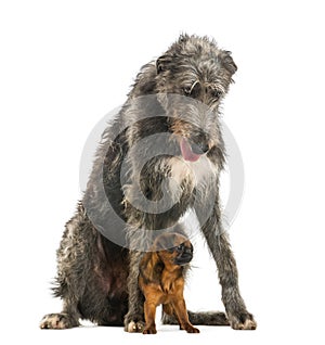 Scottish Deerhound sitting over a Petit Brabancon