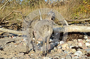 Scottish Deerhound standing on a natural beach