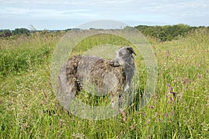 Scottish Deerhound in a weed field