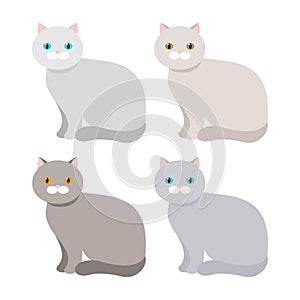 Scottish exotic Shorthair cat with a different coat color. Vector.
