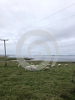 Scottish Field Landscape with Sheep