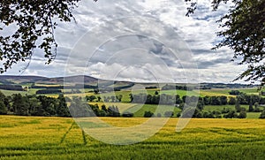 Scottish fields