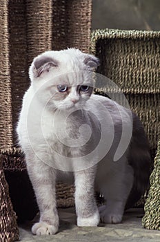 Scottish fold