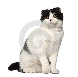 Scottish Fold, 6 months old, sitting