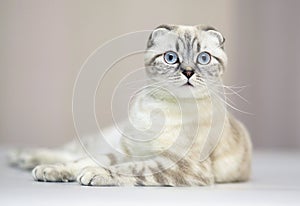 Scottish fold.