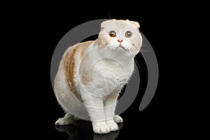 Scottish fold breed Cat on isolated black background