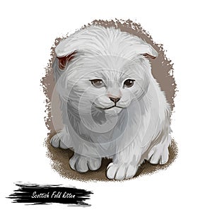 Scottish Fold breed of domestic cat with natural dominant-gene mutation. Lop-eared or lops, longhaired called Highland Longhair