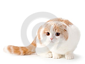 Scottish fold breed young cat