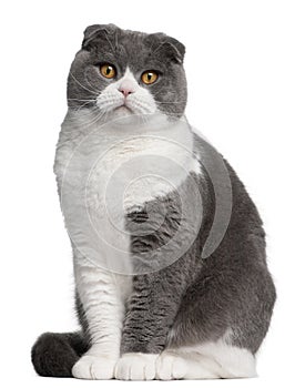 Scottish Fold cat, 1 year old, in front of white background