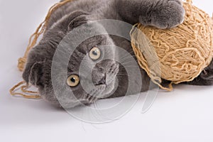 Scottish fold cat