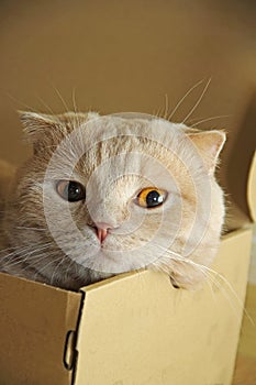 Scottish Fold cat, 11 months old, in front