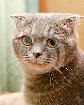 Scottish fold cat