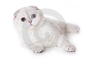 Scottish fold cat photo