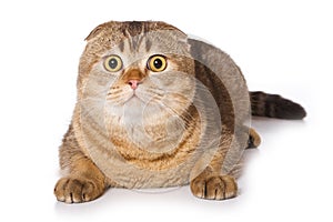 Scottish fold cat