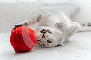 Scottish fold cat