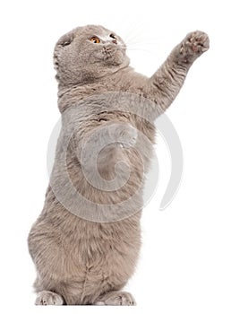 Scottish Fold cat,