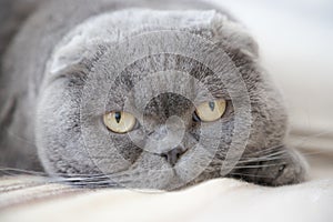 Scottish Fold cat