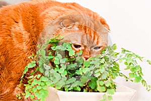 Scottish fold cat