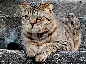 Scottish fold cat