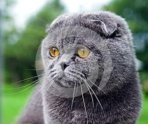 Scottish fold cat