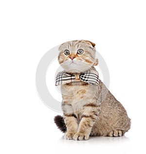 Scottish fold cat