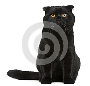 Scottish Fold cat, 7 months old, sitting