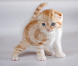 Scottish Fold Cat