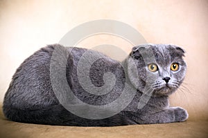 Scottish fold cat photo