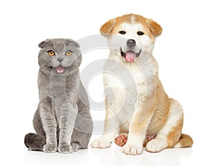 Scottish fold cat and Akita puppy