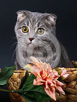 Scottish fold cat in a basket with flowers.