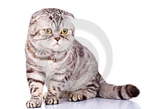 Scottish fold cat bicolor stripes on white background