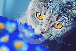 Scottish fold cat with big yellow eyes sniffing bl