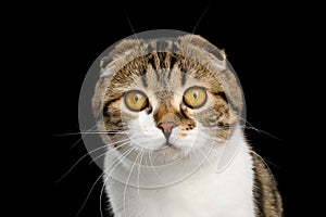 Scottish Fold Cat on Black Background