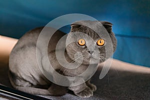 Scottish Fold cat bobbed