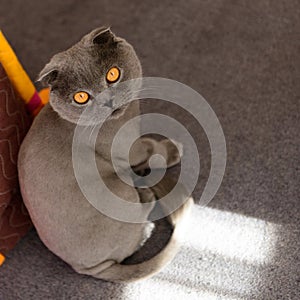 Scottish Fold cat bobbed