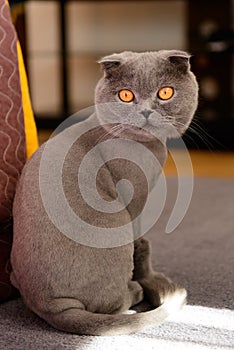 Scottish Fold cat bobbed