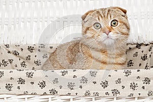 Scottish fold cat