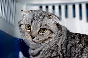 Scottish fold cat breed in the cage at the veterinary clinic after surgery, recovering from anesthesia. Anesthesia in